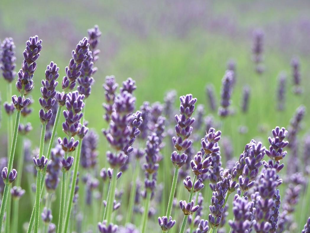 Lavender (French) Essential Oil - Click Image to Close
